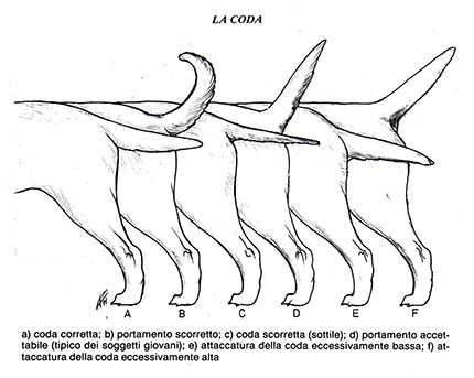 coda-labrador