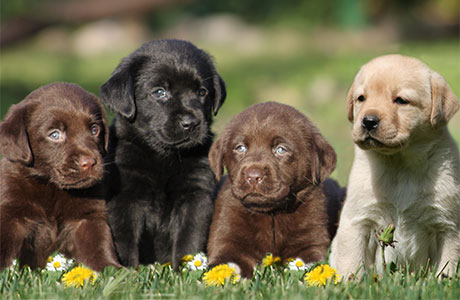 Allevamento Labrador Retriever E Golden Retriever Allevamento San Nicolo