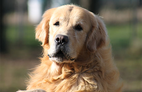 Allevamento Labrador Retriever E Golden Retriever Allevamento San Nicolo