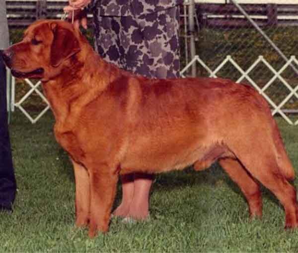 Storia del Fox Red Labrador Retriever | Allevamento San Nicolò