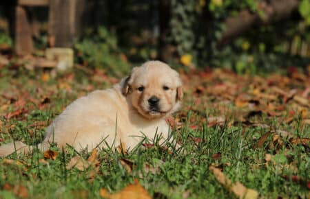 BONITA CUCCIOLA DI GOLDEN FEMMINA 0835