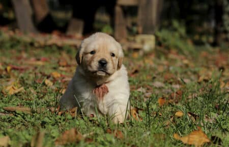 BONITA CUCCIOLA DI GOLDEN FEMMINA 0838