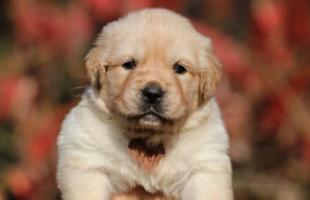 BONITA CUCCIOLA FEMMINE GOLDEN RETRIEVER 0858