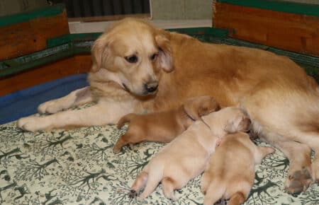 BONITA CUCCIOLI DI GOLDEN RETRIEVER CHE DORMONO 0813