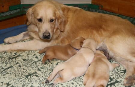 BONITA CUCCIOLI DI GOLDEN RETRIEVER DI UNA SETTIMANA DI VITA 0814