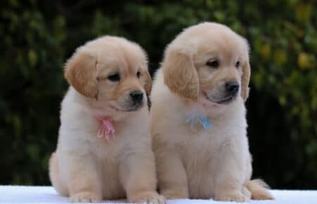 BONITA CUCCIOLI DI GOLDEN RETRIEVER MASCHIO E FEMMINA 1244