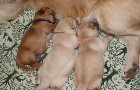 BONITA CUCCIOLI GOLDEN RETRIEVER CON LA MAMMA 0810