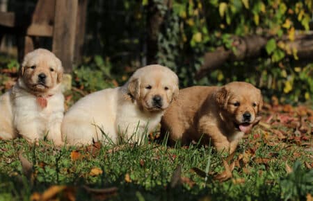 BONITA CUCCIOLI GOLDEN RETRIEVER 0840