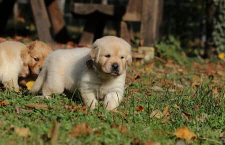 BONITA CUCCIOLI GOLDEN 0828