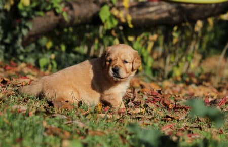 BONITA CUCCIOLO DORATO GOLDEN 0826