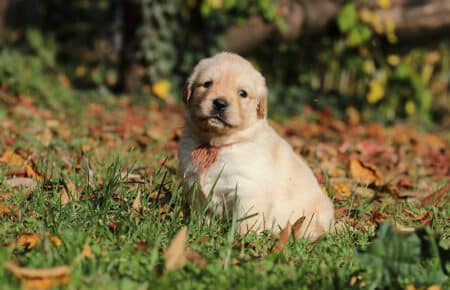 BONITA CUCCIOLO GOLDEN RETRIEVER 0846