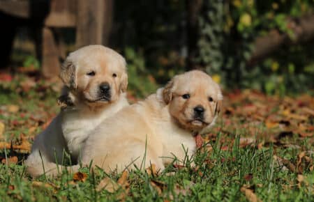 BONITA CUCCIOLO MASCHIO E FEMMINE GOLDEN RETRIEVER 0831