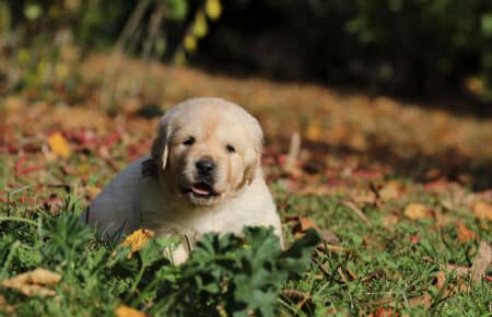 BONITA CUCCIOLO MASCHIO GOLDEN RETRIEVER 0848