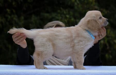 BONITA CUCCIOLO MASCHIO GOLDEN RETRIEVER 1226