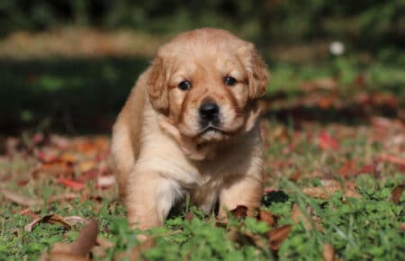 BONITA CUCCOLO ORO SCURO GOLDEN RETRIEVER