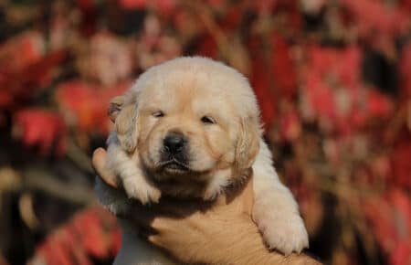 BONITA MASCHIETTO GOLDEN RETRIEVER 0852