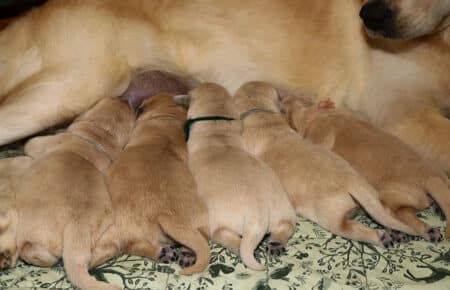 DIDI CUCCIOLI DI GOLDEN RETRIEVER 0808