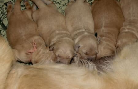 DIDI CUCCIOLI DI GOLDEN RETRIEVER 0803