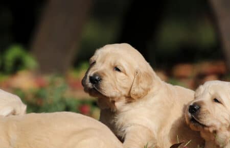 DIDI CUCCIOLI DI GOLDEN RETRIEVER 0989