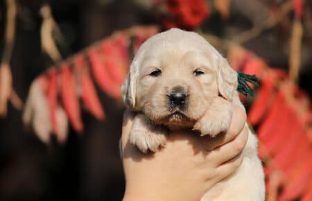 DIDI CUCCIOLO GOLDEN RETRIEVER 1003