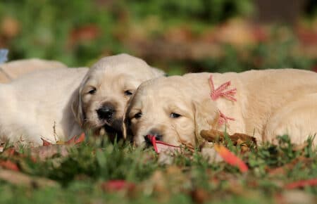 DIDI DUE FRATELLINI GOLDEN 0995