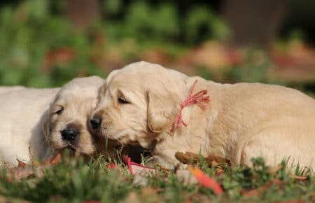 DIDICUCCIOLI GOLDEN RETRIEVER 0994
