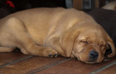 FLORENCE CUCCIOLI DI LABRADOR FOXRED DORME 0584