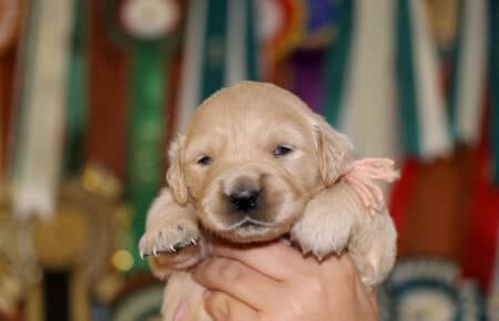 Golden Retriever cucciola femmina rosa di Tisha 0608