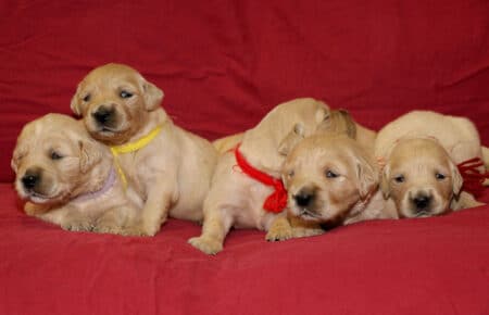 Golden Retriever femmine attente di mamma Tisha 0598