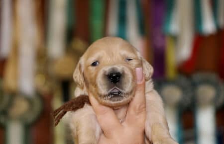 Golden Retriever maschietto marrone Tisha 0639