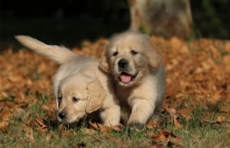 TISHA CUCCIOLI DI GOLDEN RETRIEVER 0890