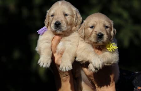 TISHA CUCCIOLI DI GOLDEN RETRIEVER FEMMINE GUARDANO 0773