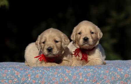 TISHA CUCCIOLI DI GOLDEN RETRIEVER FEMMINE 0747