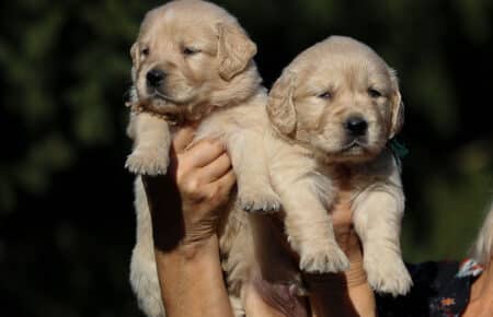 TISHA CUCCIOLI DI GOLDEN RETRIEVER MASCHI UN MANO 0762