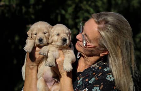 TISHA CUCCIOLI DI GOLDEN RETRIEVER MASCHI 0764