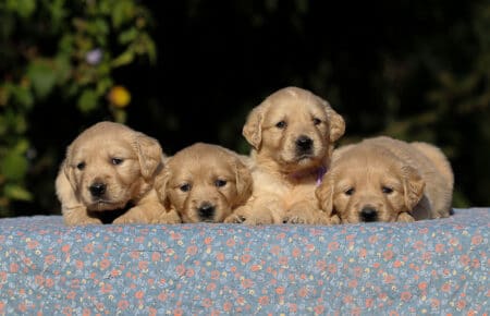 TISHA CUCCIOLI DI GOLDEN RETRIEVER 0740