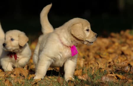 TISHA CUCCIOLI DI GOLDEN RETRIEVER 0874