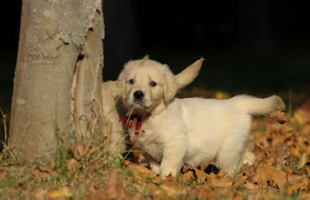 TISHA CUCCIOLI DI GOLDEN RETRIEVER 0875