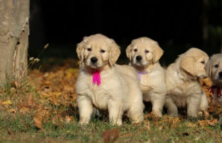 TISHA CUCCIOLI DI GOLDEN RETRIEVER 0879