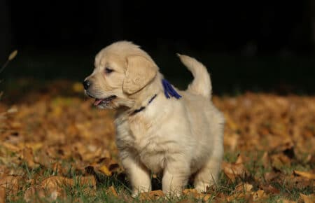 TISHA CUCCIOLI DI GOLDEN RETRIEVER 0883