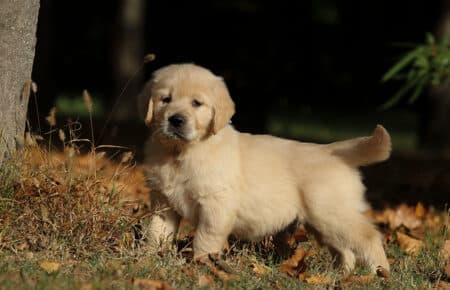 TISHA CUCCIOLI DI GOLDEN RETRIEVER 0885