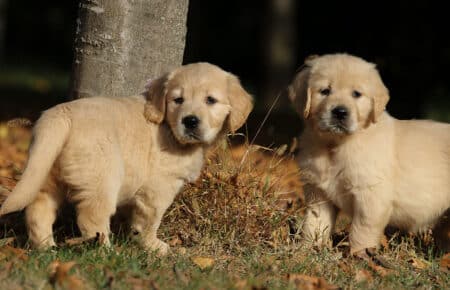 TISHA CUCCIOLI DI GOLDEN RETRIEVER 0886