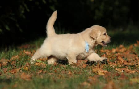 TISHA CUCCIOLI DI GOLDEN RETRIEVER 0888