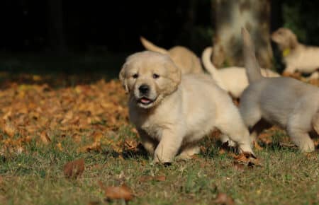 TISHA CUCCIOLI DI GOLDEN RETRIEVER 0891
