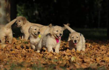 TISHA CUCCIOLI DI GOLDEN RETRIEVER 0895