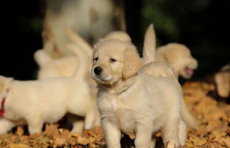 TISHA CUCCIOLI DI GOLDEN RETRIEVER 0901