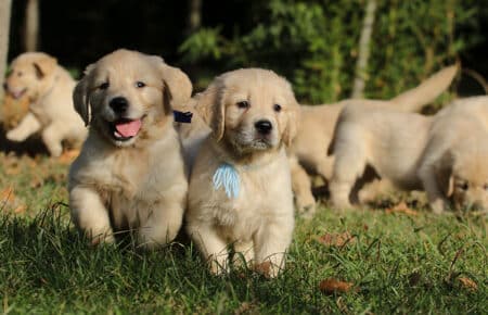 TISHA CUCCIOLI DI GOLDEN RETRIEVER 0917