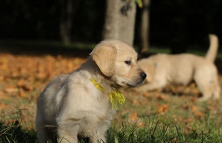 TISHA CUCCIOLI DI GOLDEN RETRIEVER 0920