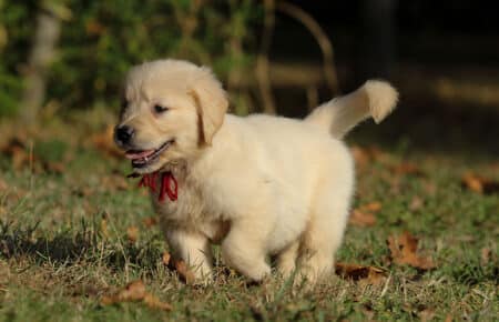 TISHA CUCCIOLI DI GOLDEN RETRIEVER 0921