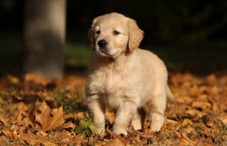 TISHA CUCCIOLI GOLDEN RETRIEVER 0869